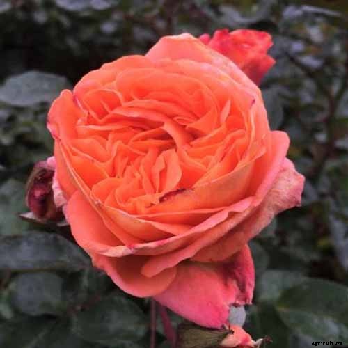 How Many Types of Roses Are There? A Guide to Rose Classification