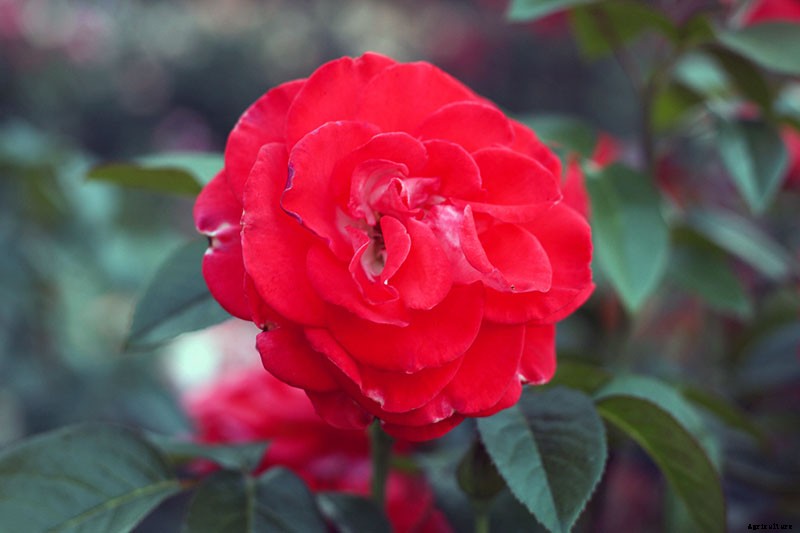 How Many Types of Roses Are There? A Guide to Rose Classification