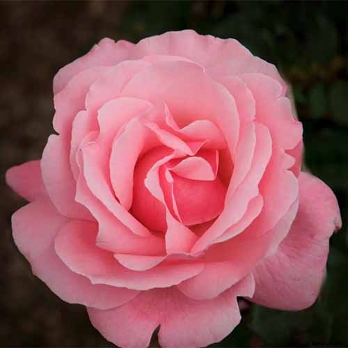 How Many Types of Roses Are There? A Guide to Rose Classification