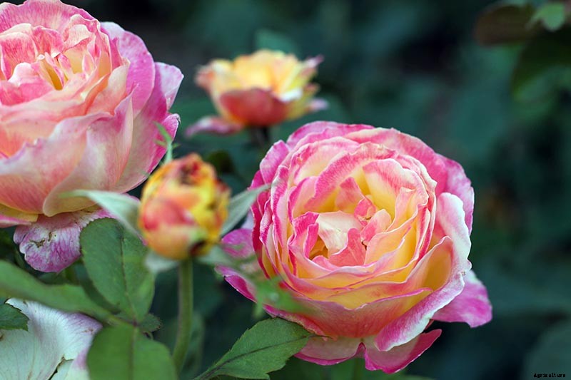 How Many Types of Roses Are There? A Guide to Rose Classification