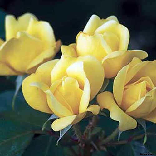 How Many Types of Roses Are There? A Guide to Rose Classification