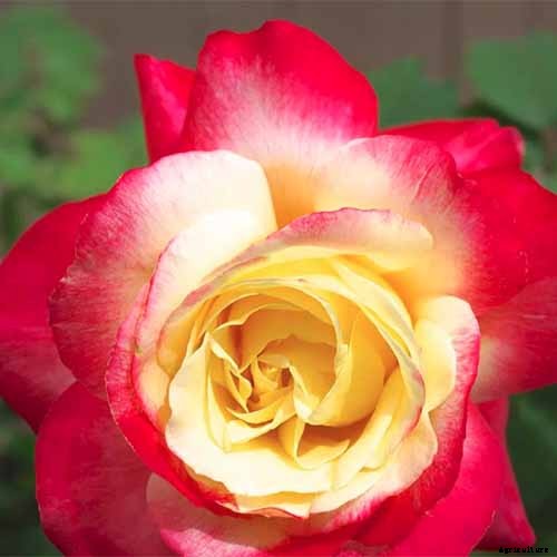 How Many Types of Roses Are There? A Guide to Rose Classification