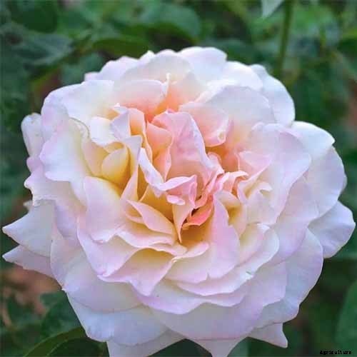 How Many Types of Roses Are There? A Guide to Rose Classification