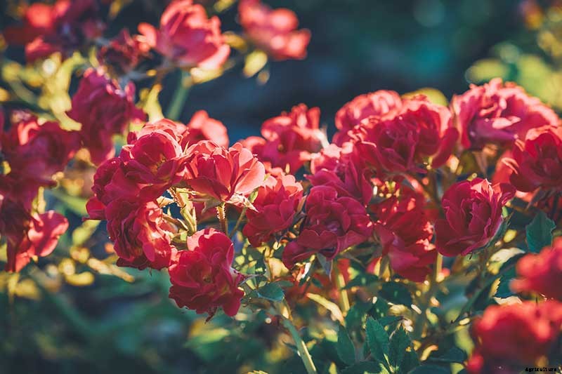 How Many Types of Roses Are There? A Guide to Rose Classification
