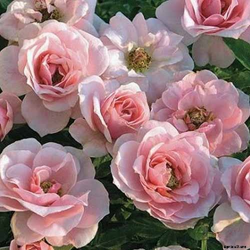 How Many Types of Roses Are There? A Guide to Rose Classification