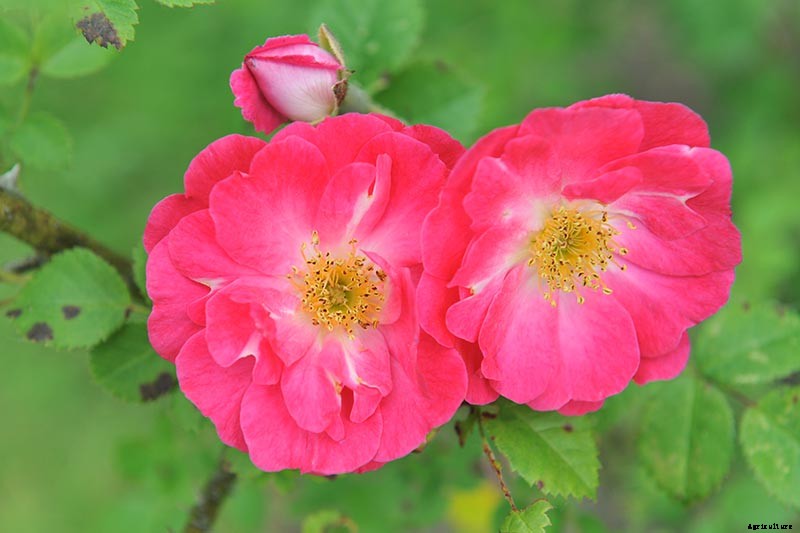 How Many Types of Roses Are There? A Guide to Rose Classification