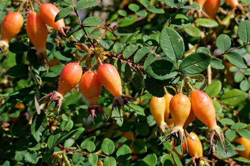 How Many Types of Roses Are There? A Guide to Rose Classification