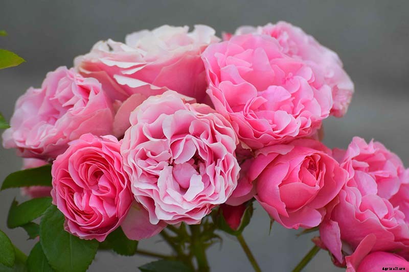 How Many Types of Roses Are There? A Guide to Rose Classification