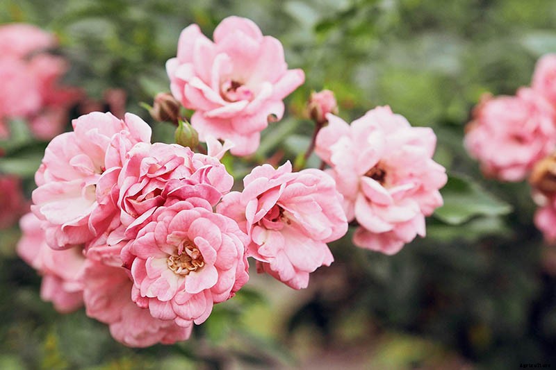How Many Types of Roses Are There? A Guide to Rose Classification