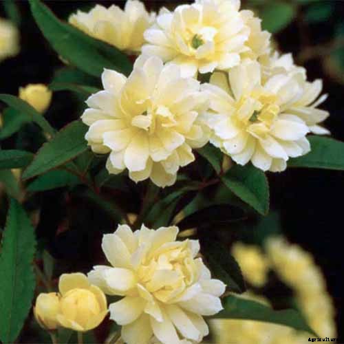 How Many Types of Roses Are There? A Guide to Rose Classification