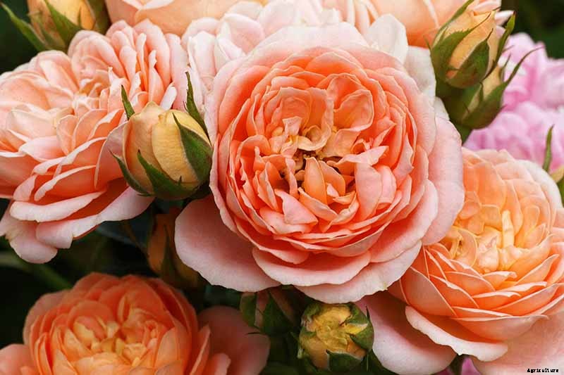 How Many Types of Roses Are There? A Guide to Rose Classification