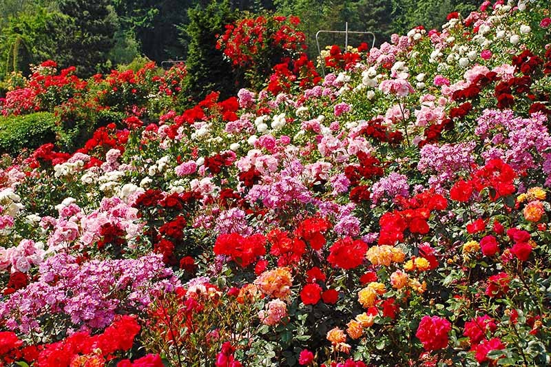How Many Types of Roses Are There? A Guide to Rose Classification
