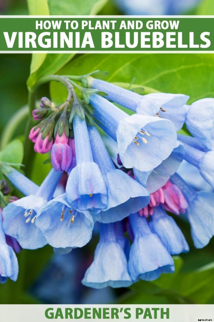 How to Grow and Care for Virginia Bluebells