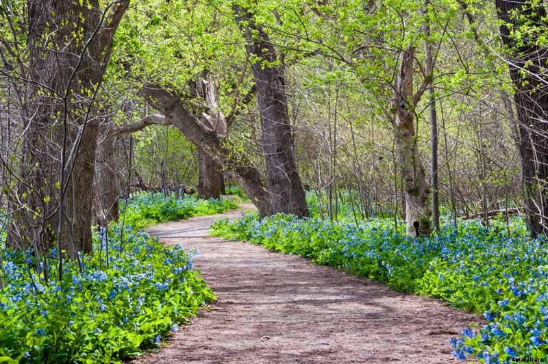 How to Grow and Care for Virginia Bluebells