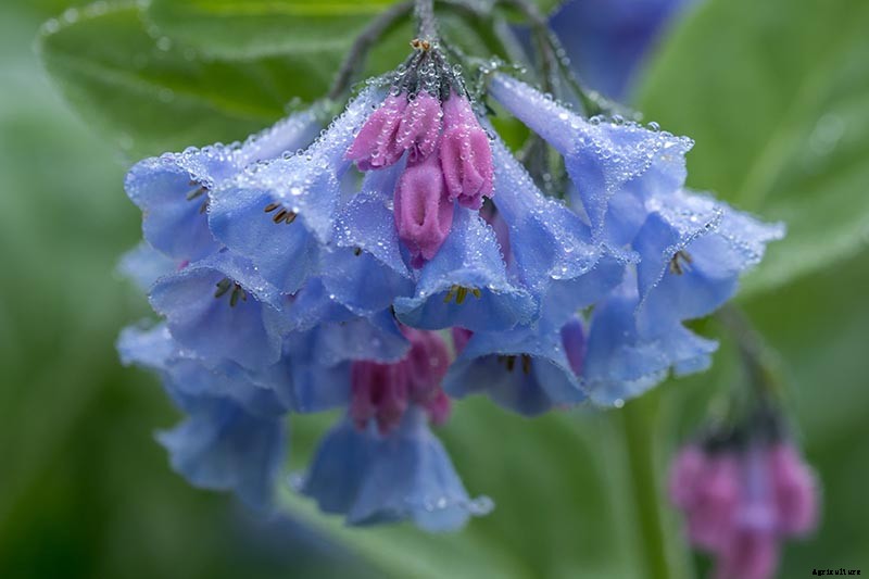How to Grow and Care for Virginia Bluebells