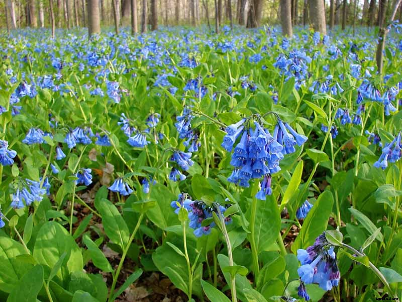 How to Grow and Care for Virginia Bluebells