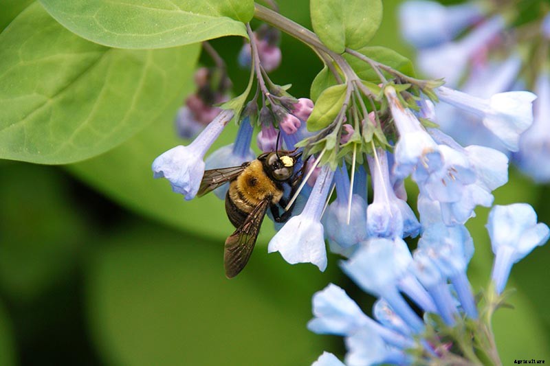 How to Grow and Care for Virginia Bluebells