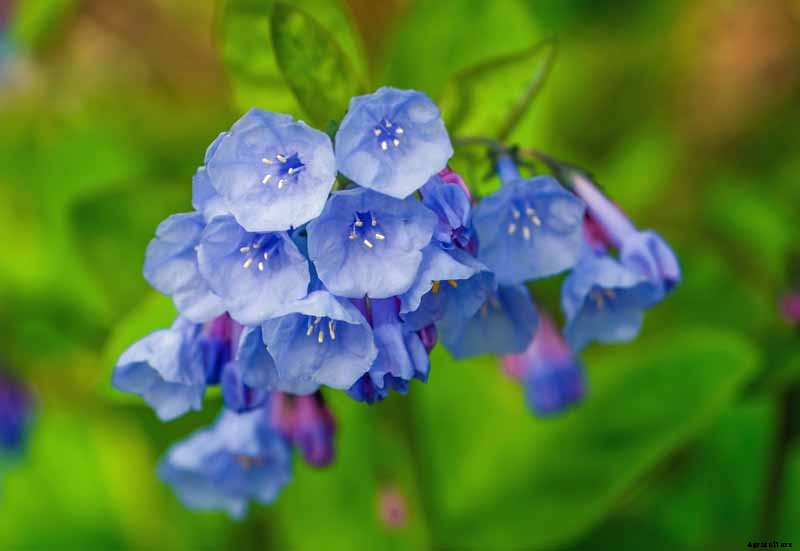 How to Grow and Care for Virginia Bluebells
