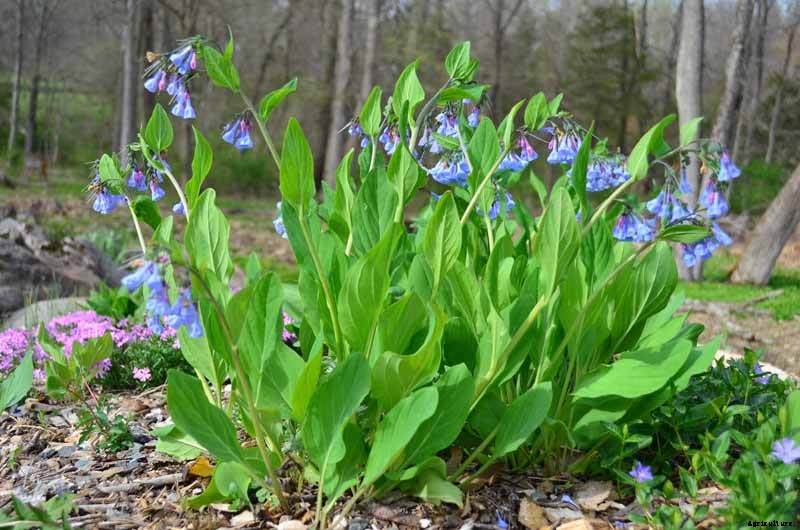 How to Grow and Care for Virginia Bluebells