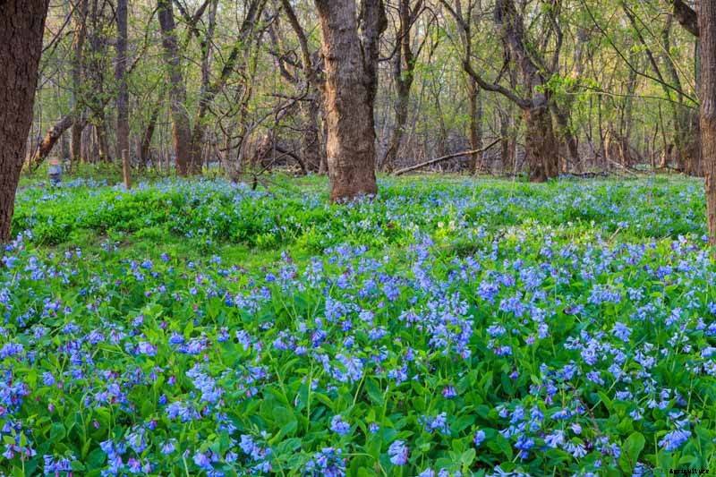 How to Grow and Care for Virginia Bluebells