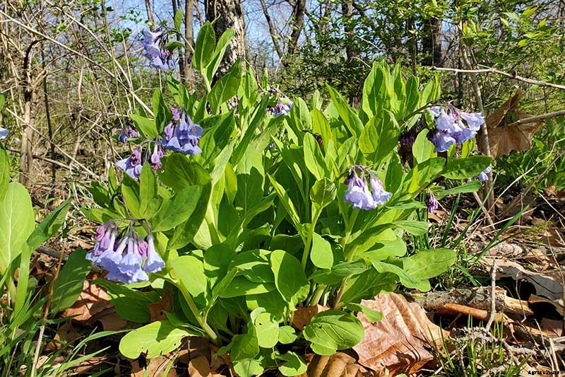 How to Grow and Care for Virginia Bluebells
