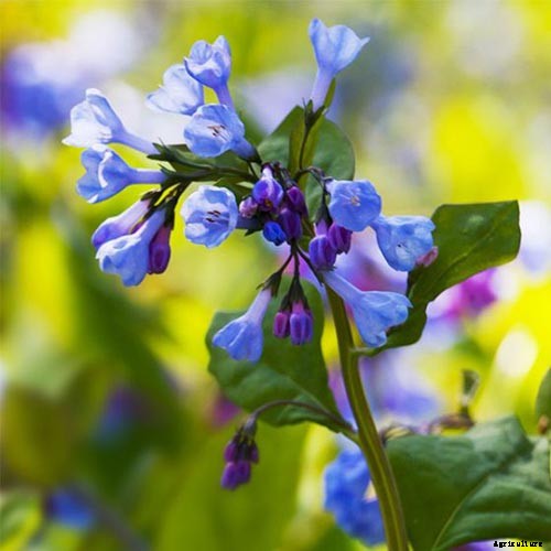 How to Grow and Care for Virginia Bluebells