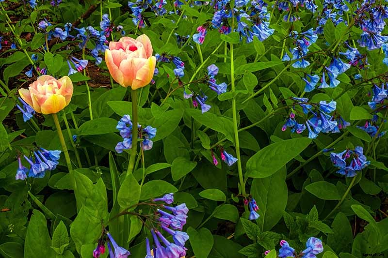 How to Grow and Care for Virginia Bluebells