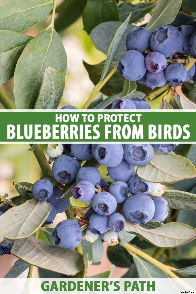 How to Protect Blueberries from Birds