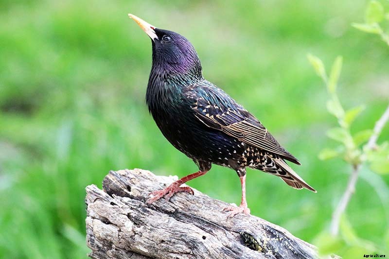 How to Protect Blueberries from Birds