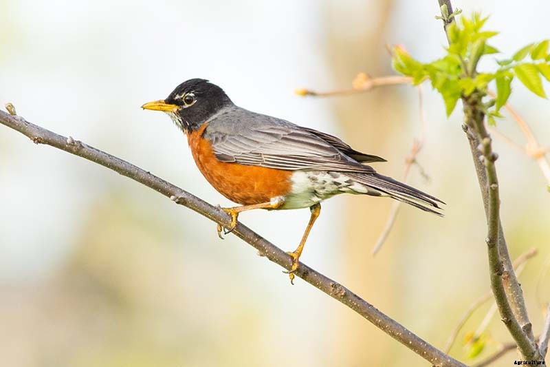 How to Protect Blueberries from Birds