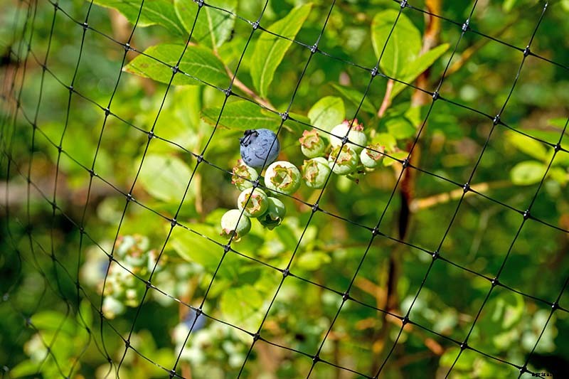 How to Protect Blueberries from Birds