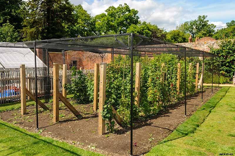 How to Protect Blueberries from Birds