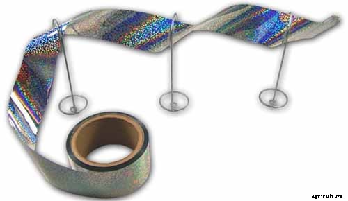 How to Protect Blueberries from Birds