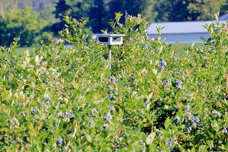 How to Protect Blueberries from Birds