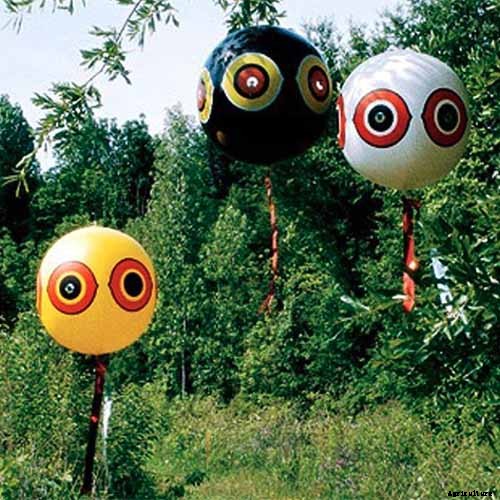 How to Protect Blueberries from Birds