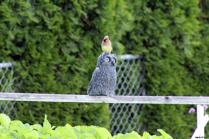 How to Protect Blueberries from Birds