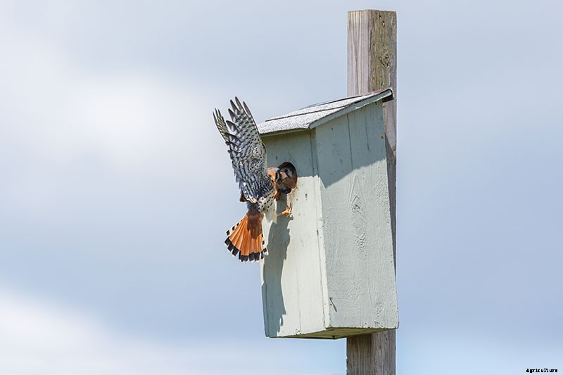 How to Protect Blueberries from Birds