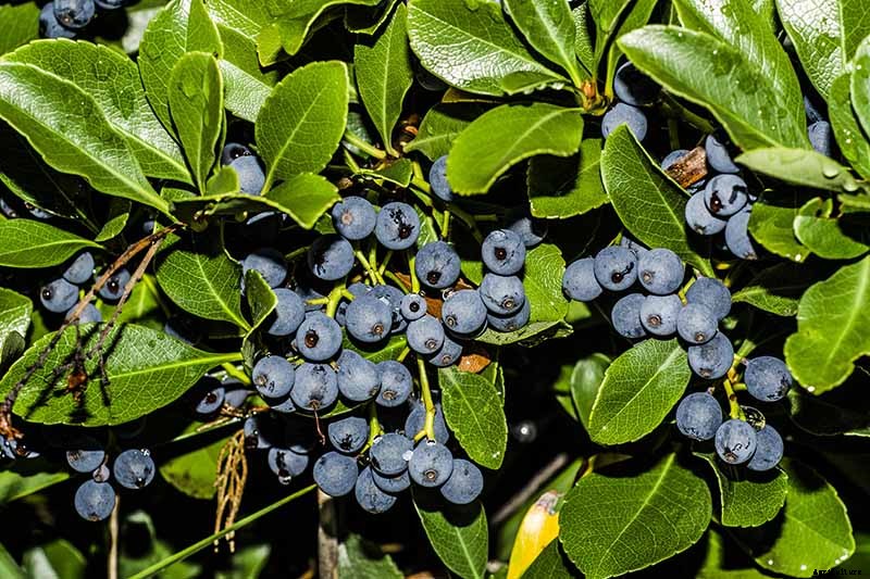 How to Protect Blueberries from Birds