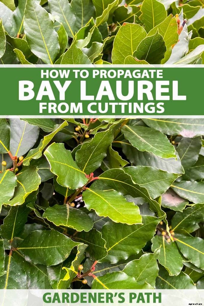 How to Propagate Bay Laurel From Cuttings