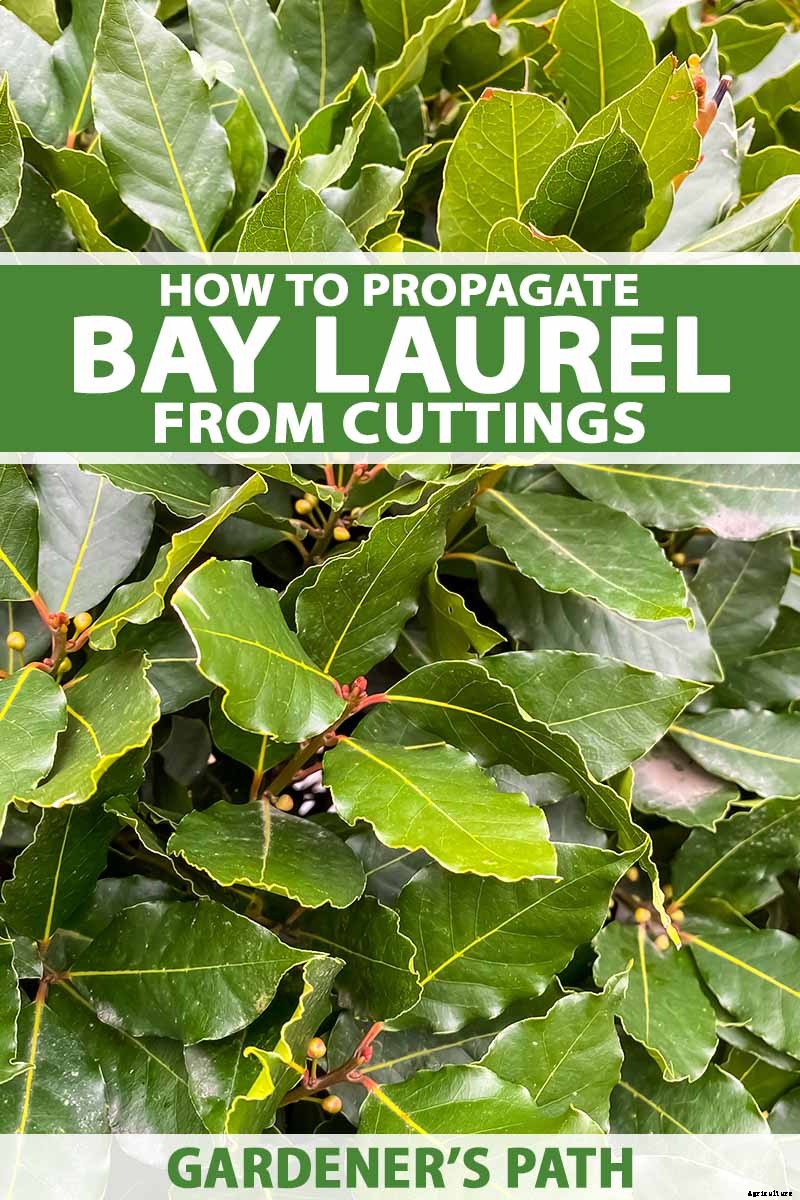 How to Propagate Bay Laurel From Cuttings