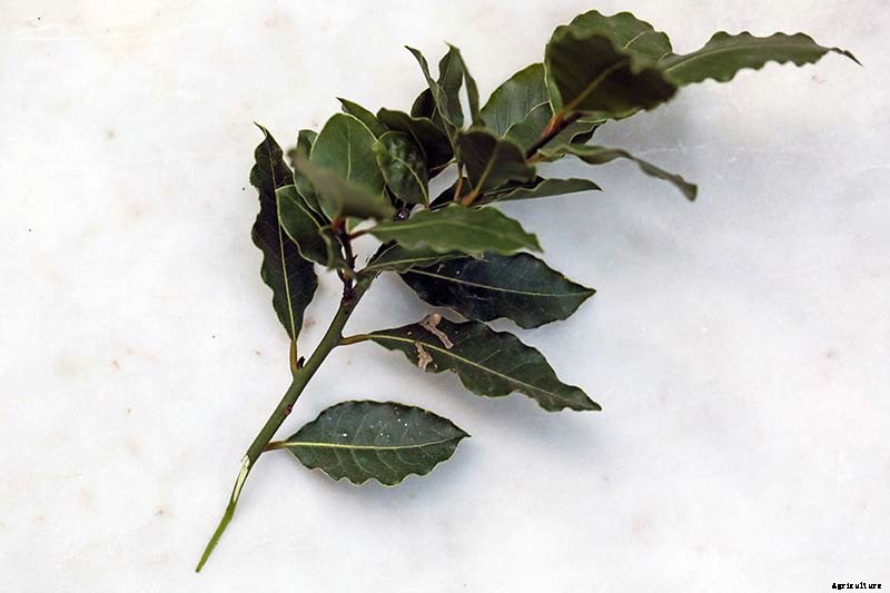 How to Propagate Bay Laurel From Cuttings