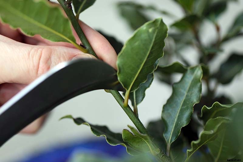 How to Propagate Bay Laurel From Cuttings