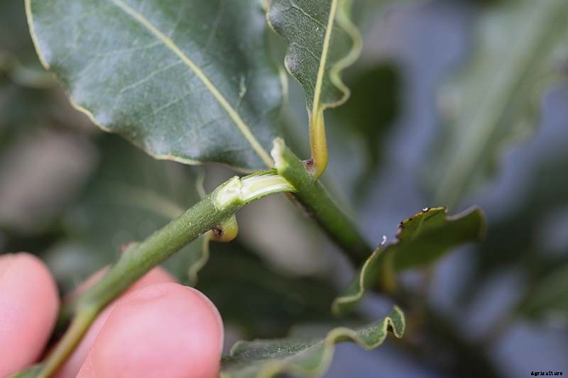 How to Propagate Bay Laurel From Cuttings