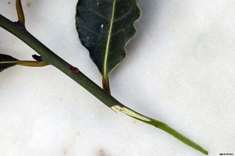 How to Propagate Bay Laurel From Cuttings
