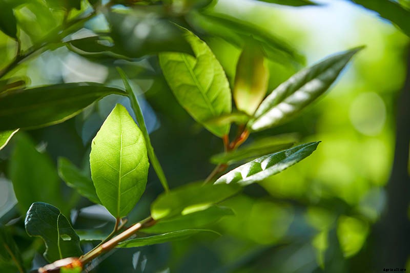 How to Propagate Bay Laurel From Cuttings