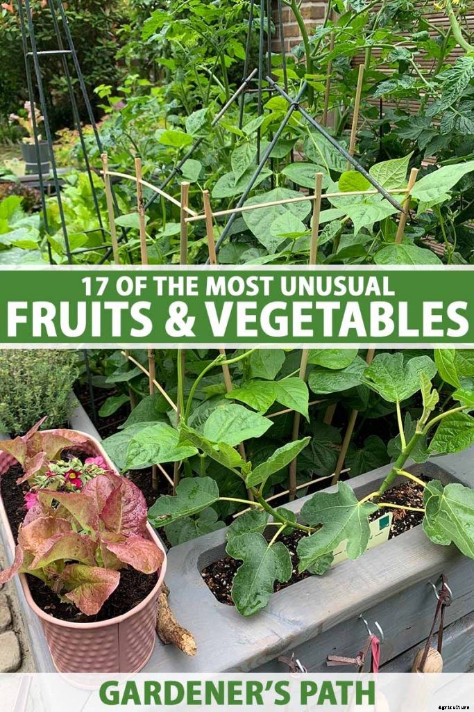 17 Unusual Fruits and Vegetables for your Backyard Landscape