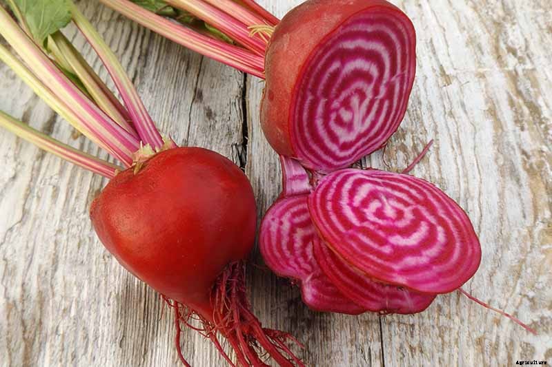 17 Unusual Fruits and Vegetables for your Backyard Landscape