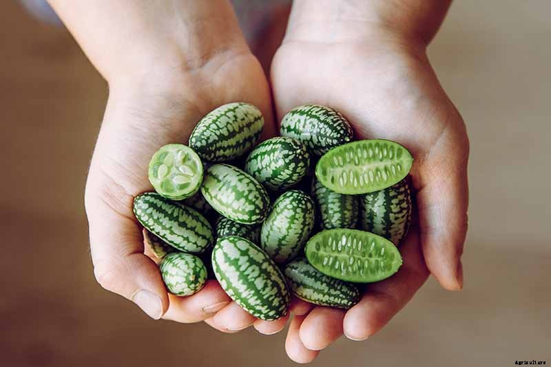 17 Unusual Fruits and Vegetables for your Backyard Landscape