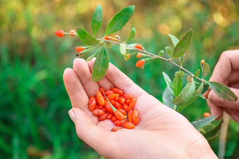 17 Unusual Fruits and Vegetables for your Backyard Landscape