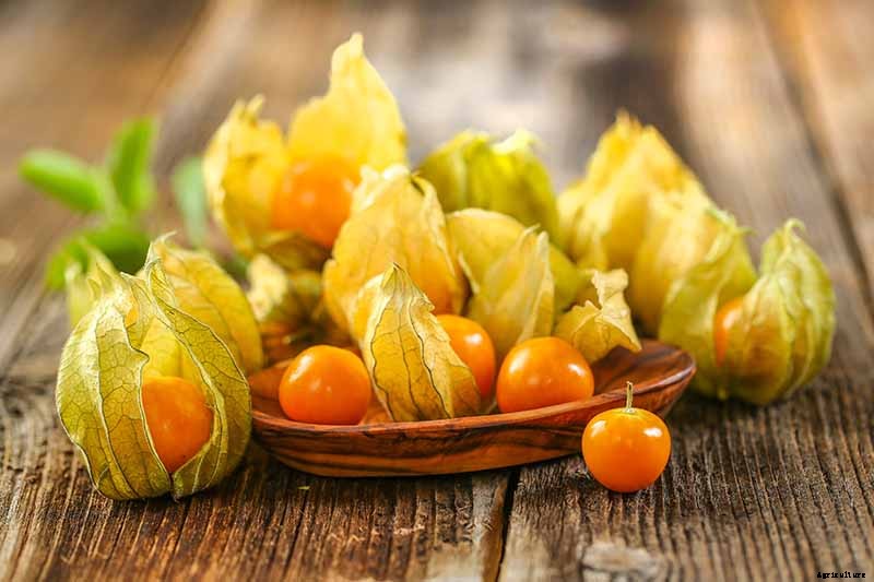 17 Unusual Fruits and Vegetables for your Backyard Landscape